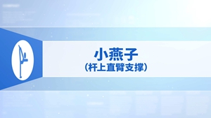 36.小燕子（杆上直臂支撑）